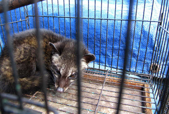  SARS initially spread from civets. Mindy McAdams/Flickr, CC BY-NC-ND