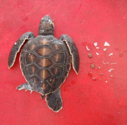 How Much Plastic Does It Take To Kill A Turtle?