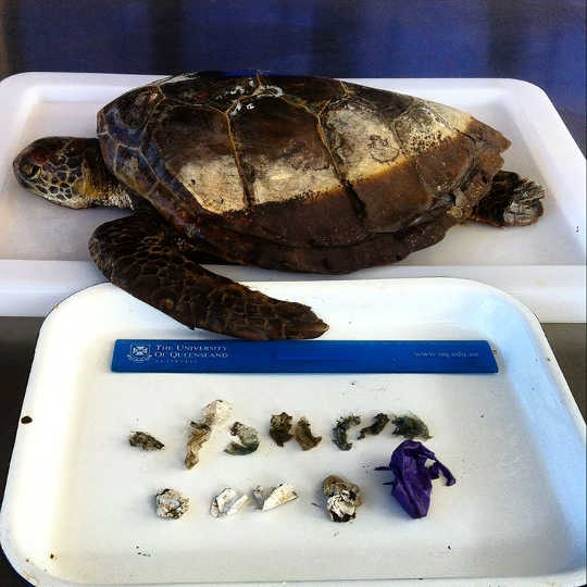 How Much Plastic Does It Take To Kill A Turtle?