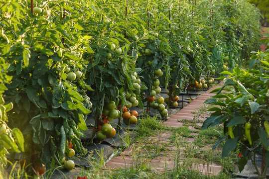 Growing The Big One – 6 Tips For Your Own Prize-winning Tomatoes