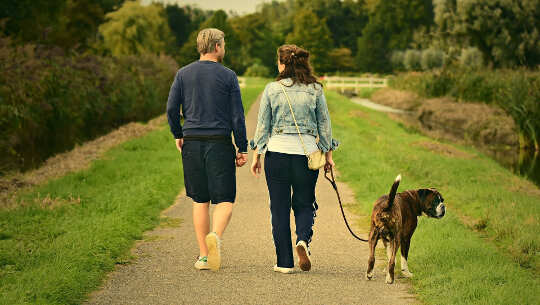 couple, seen fromthe back, walking dog