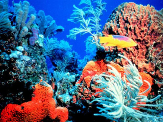 Oceans Help Tiny Corals Escape Heat