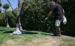 lawn painting