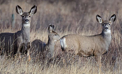 a group of deer out in grassy lands