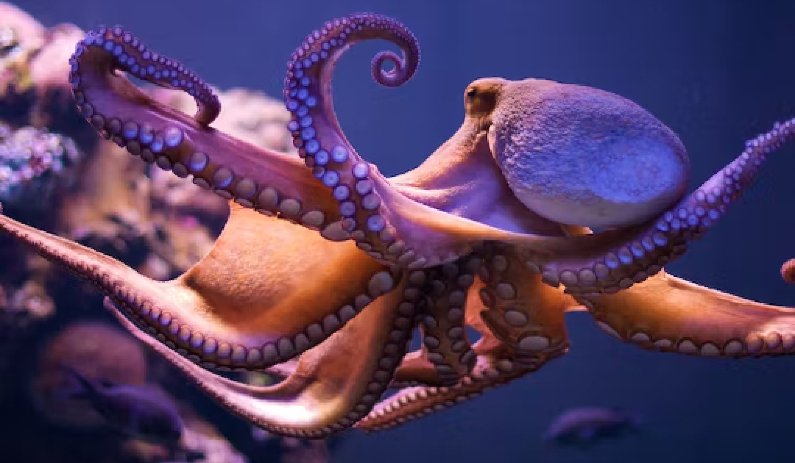 Suckers for Learning: Why Octopuses Are So Intelligent